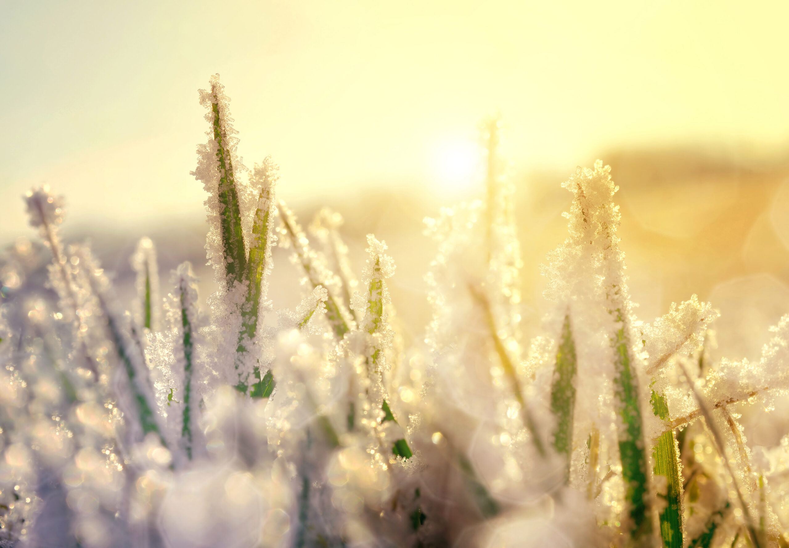 Frozen grass at sunrise close up. Nature background.